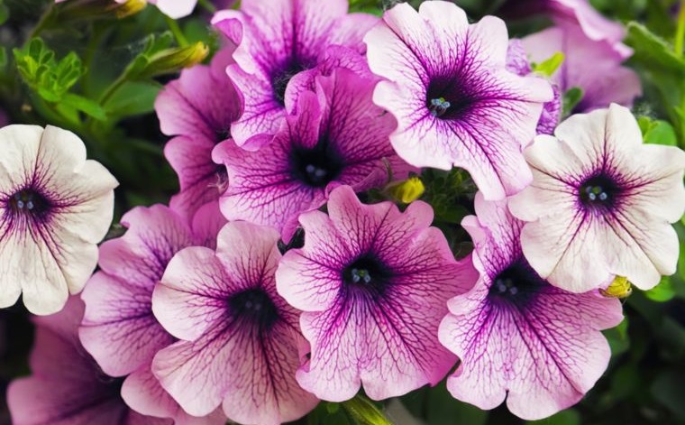plantas de verano petunia