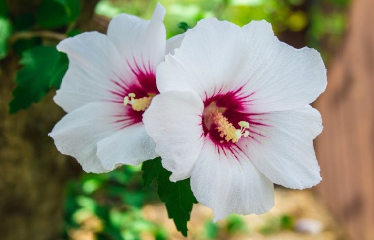 plantas de verano rosa de sharon