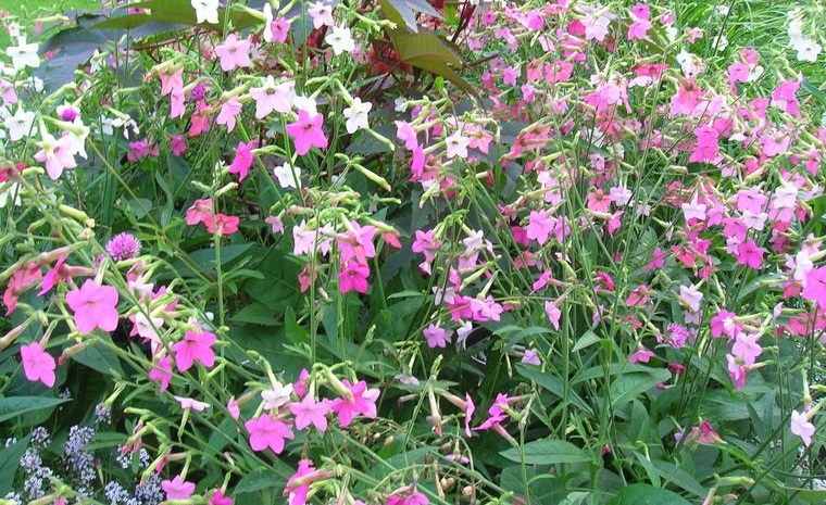 plantas de verano tabaco floreciente