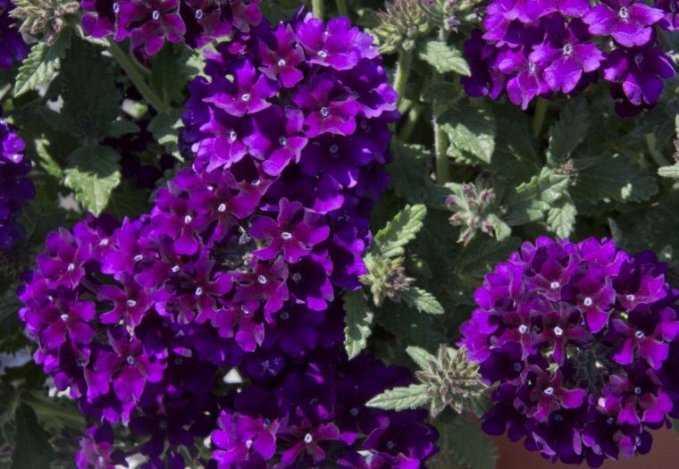 plantas de verano verbena