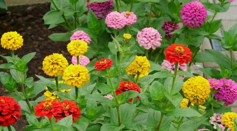 plantas de verano zinnias