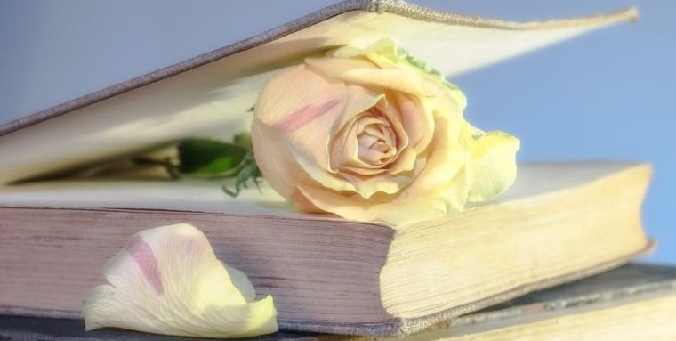 flores secas conservadas en libros
