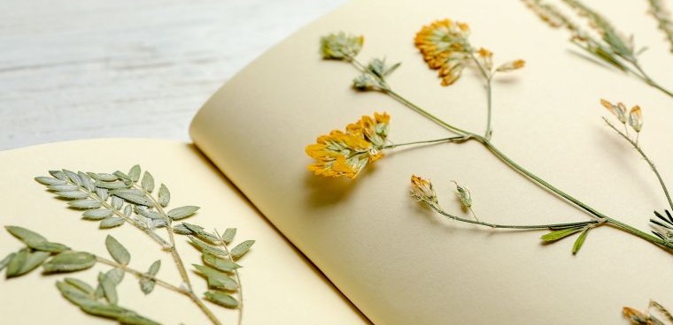 flores secas prensadas en libro
