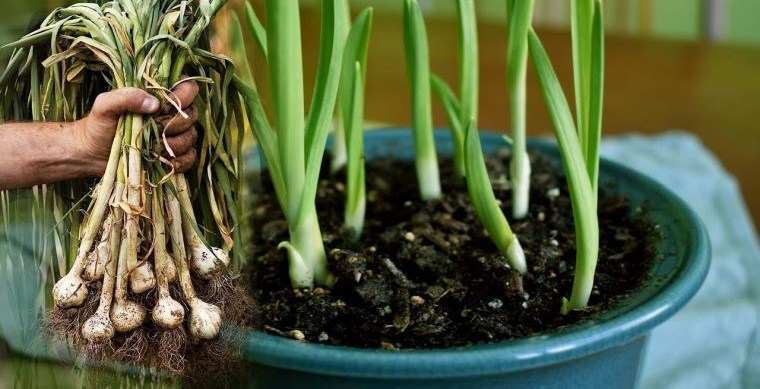 cómo cultivar ajo dentro de casa