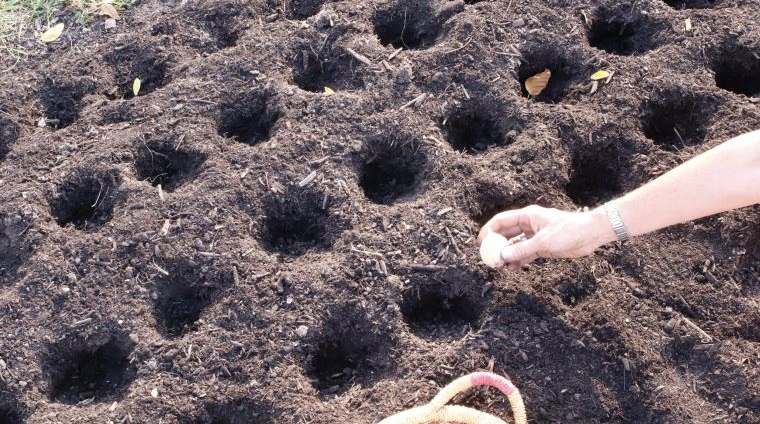 cómo cultivar ajo preparacion del suelo
