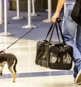 Viajar con un perro: nadie te dirá estas 3 cosas