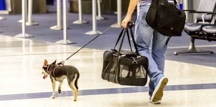 perro consejos viajar con tu mascota