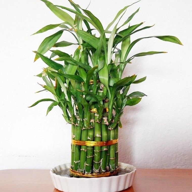 bambu de la suerte para interiores