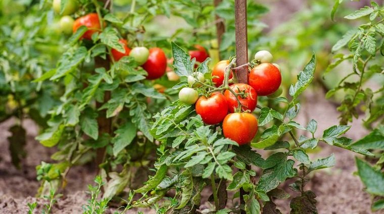 Aspirina para las plantas – ¿Realmente funciona este truco para el cuidado de tu jardín?