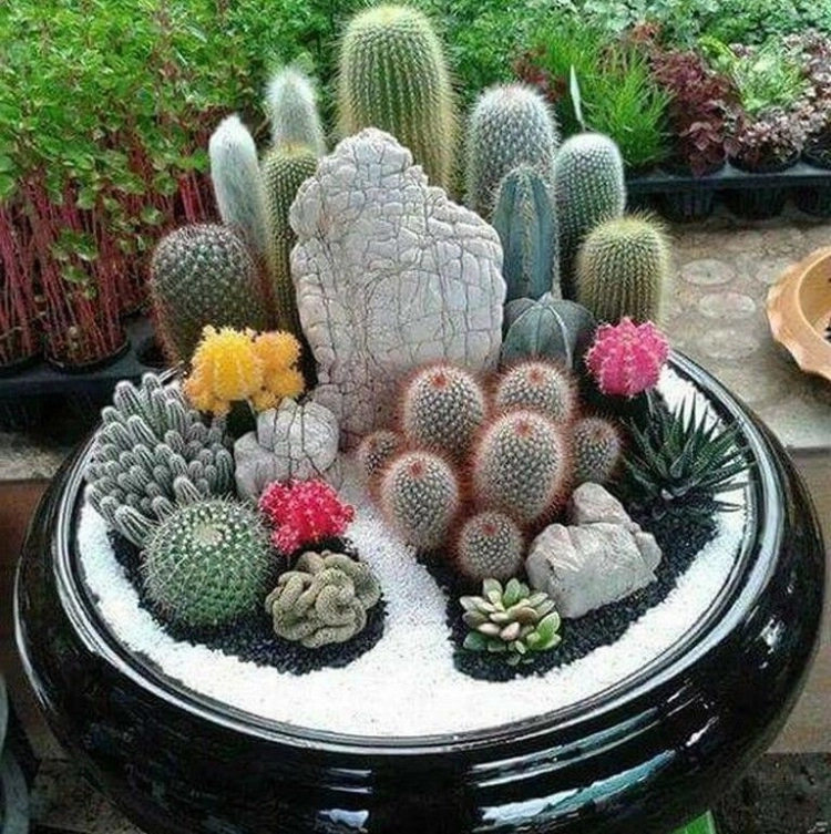pequeñas plantas en maceta