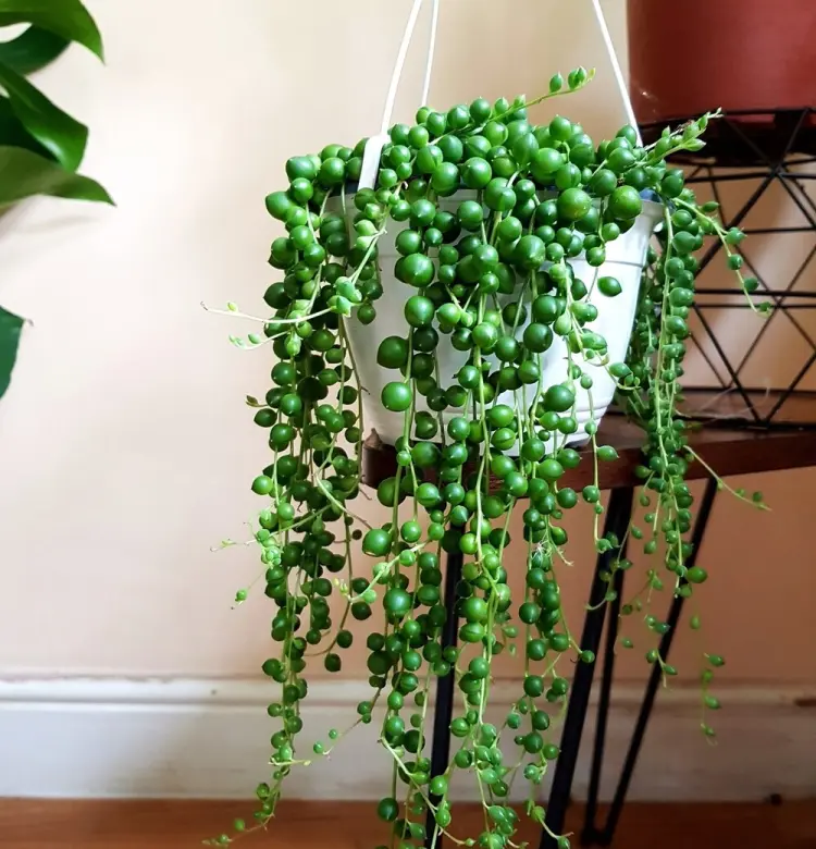 plantas de interior collar de perlas