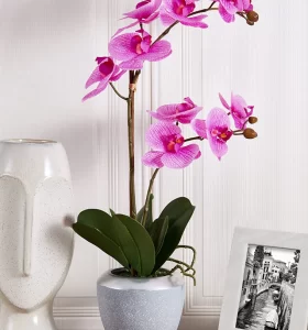 ¿Cómo cuidar orquídeas en casa? Conoce todos lo trucos y consejos