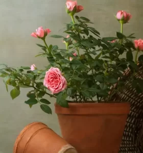 Rosas en macetas – ¿Cómo debes plantar y cuidar adecuadamente tu rosal en el interior de tu hogar?
