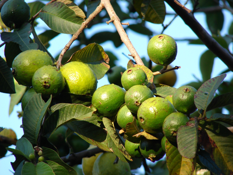 frutas de guayaba rama