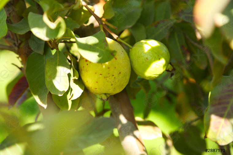 frutas naturales guayaba madura