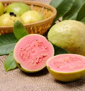 Frutas naturales – Aprende a cultivar Guayabas de manera sencilla desde la comodidad de tu casa