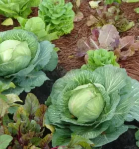 Huerto doméstico – Intenta  plantar estas legumbres y frutas en tu casa en el mes de marzo