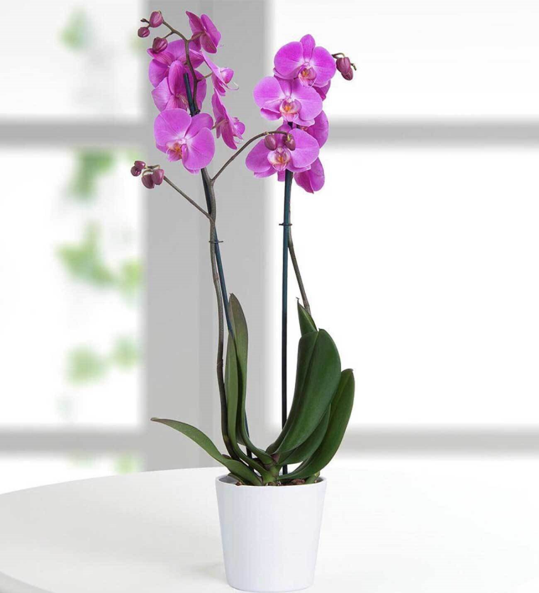 orquídea fuxia cuidado de plantas