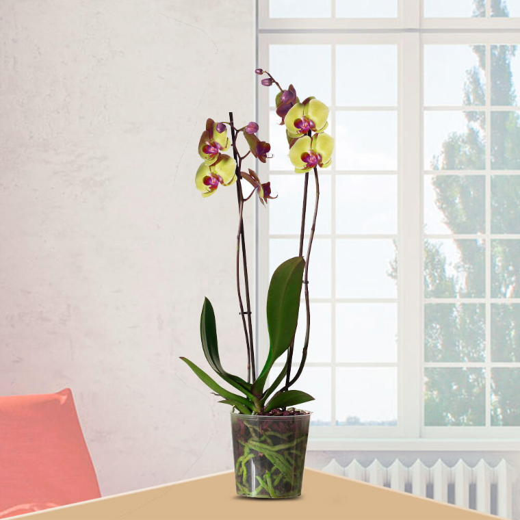 orquídea maceta transparente