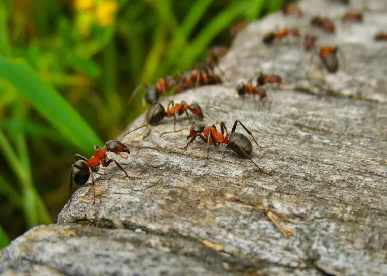 plagas-en-plantas-combatir-hormigas