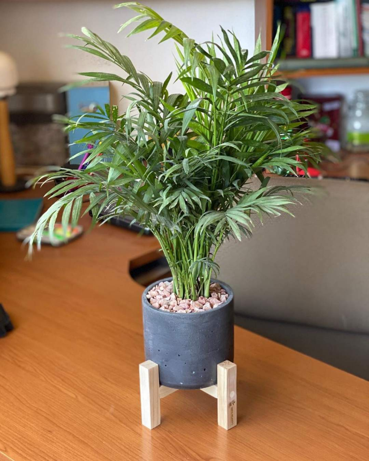 planta decorativa palmera de salon