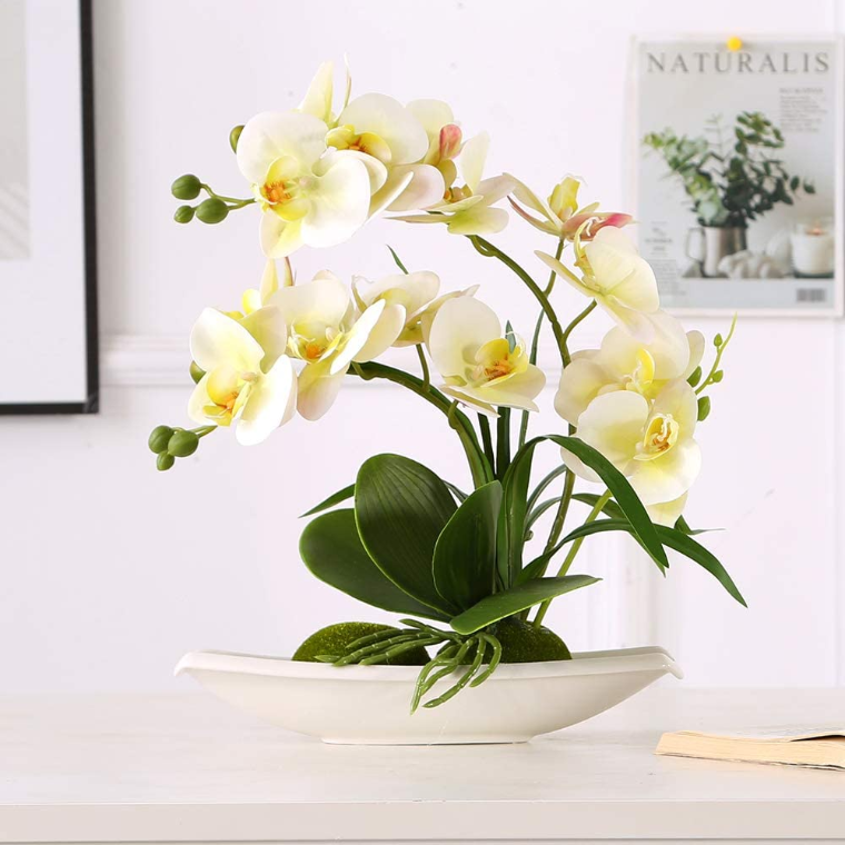 orquídea fuxia cuidado de plantas