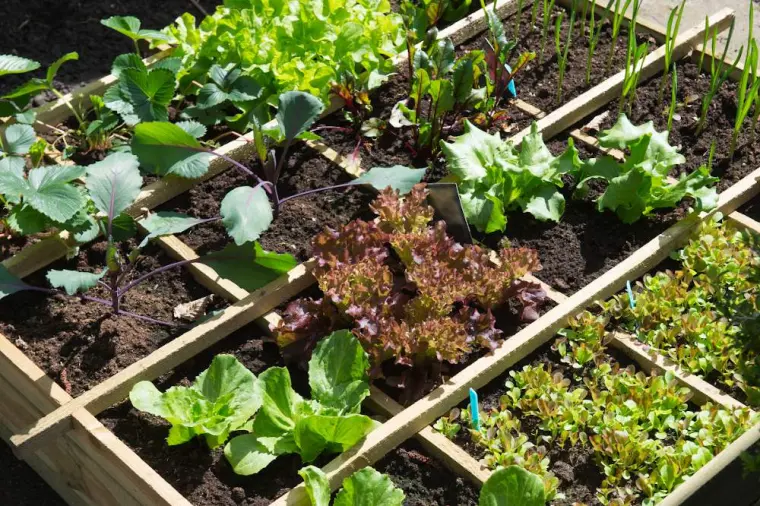 plantar-verduras-marzo-camas