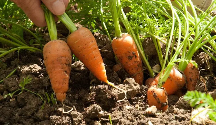 plantar zanahorias en primavera