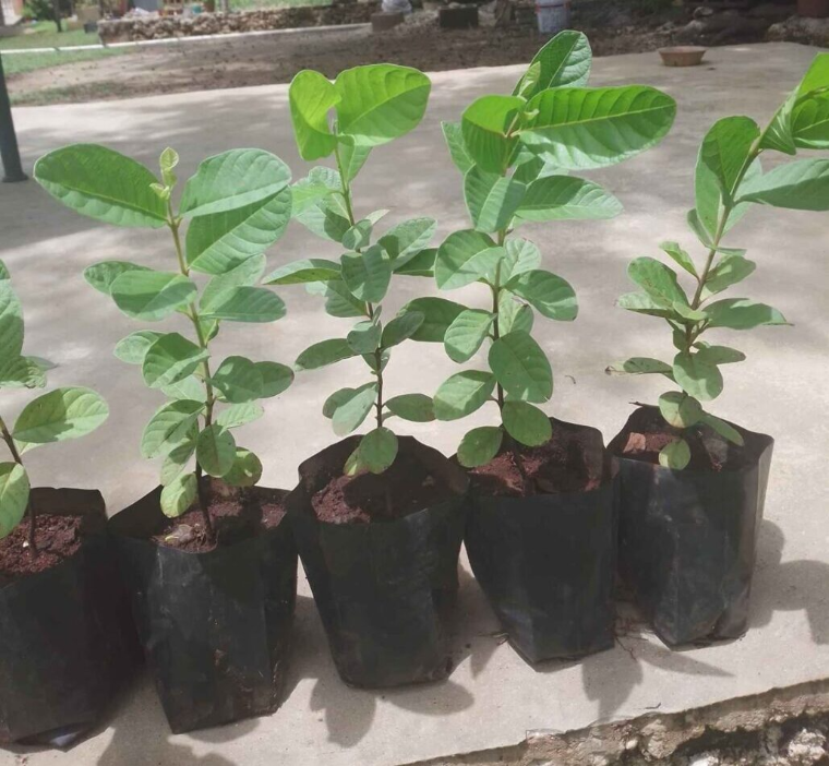 plantas de guayaba cultivar fruta