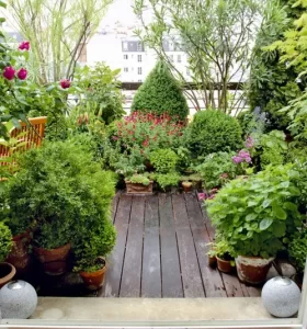 Plantas de sol - Una lista de plantas tolerantes al calor que resisten el sol y el calor de tu balcó...