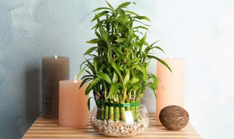 plantas decorativas de bambu