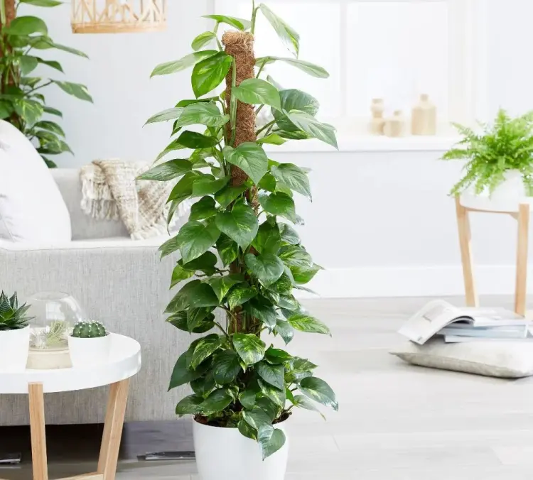 plantas decorativas pothos para decorar hogar