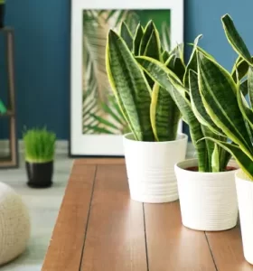 Plantas hermosas que te ayudan a limpiar y purificar el aire en el interior de tu hogar naturalmente