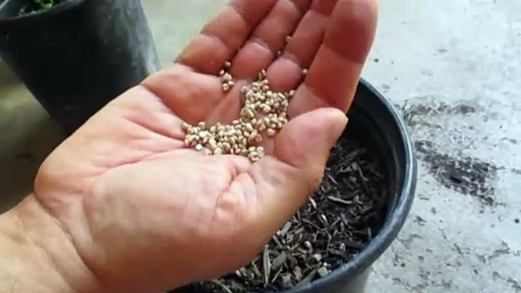 semillas de guayaba plantar guayaba
