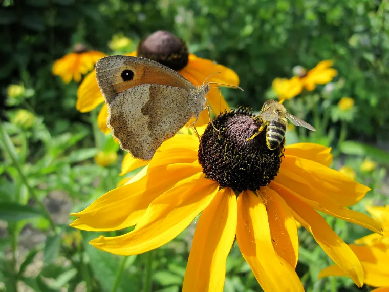 atrair borboletas e abelhas