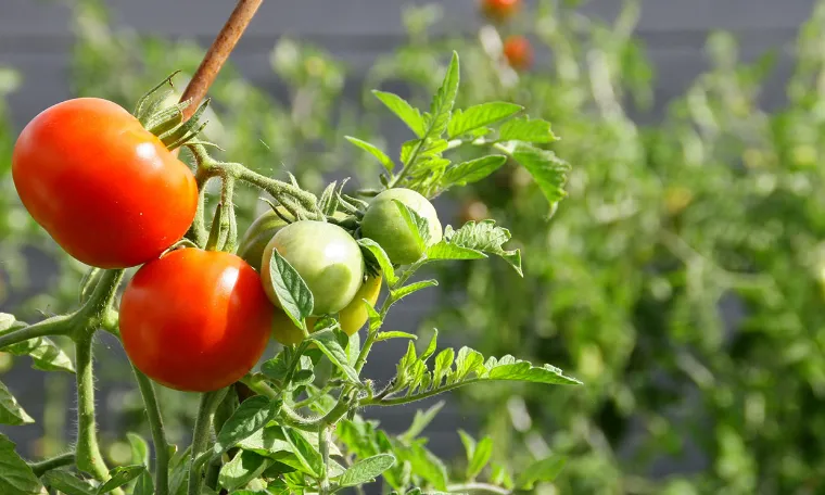 cultivar-plantas-tomateras-t