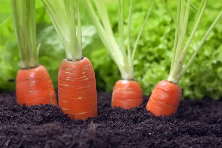 cultivar zanahorias en el huerto urbano