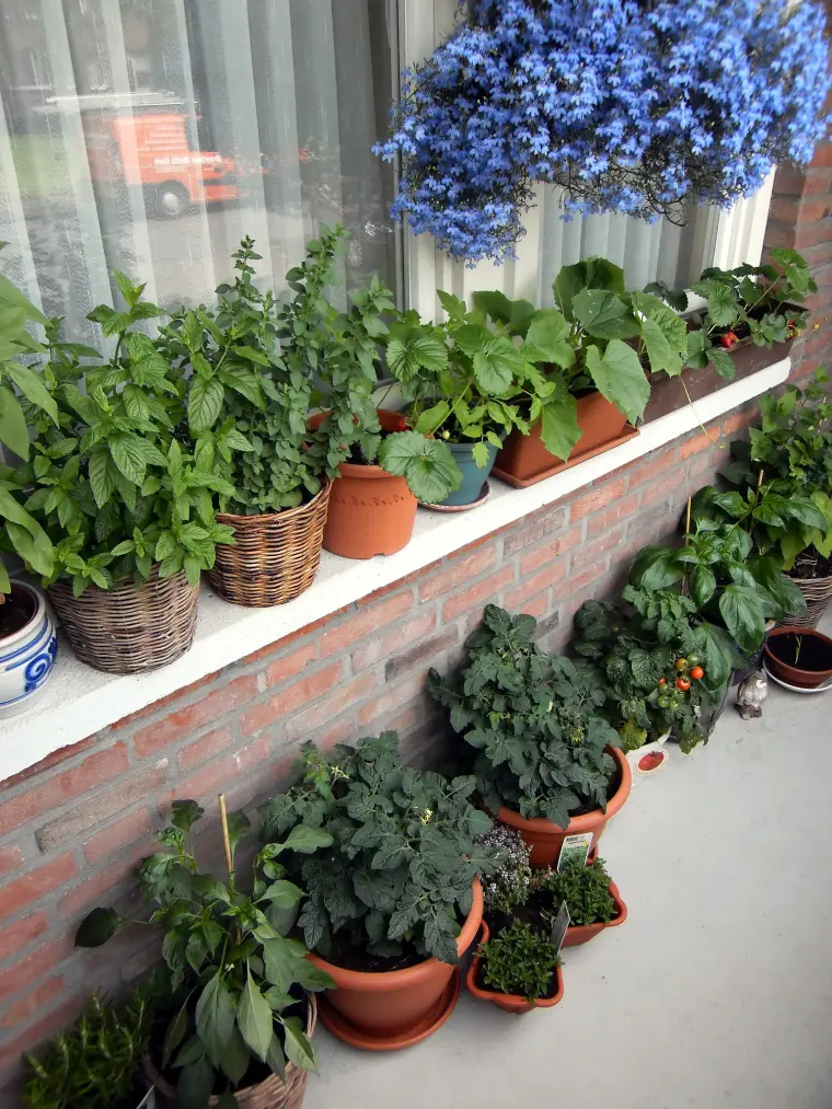 terraço jardim com vasos de plantas