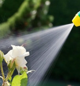 Insecticida para plantas: ¿Cuáles son los insecticidas caseros más eficaces?