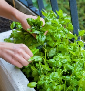 Huerto ecologico en la terraza - ¿Cómo cultivar tus alimentos fácilmente?