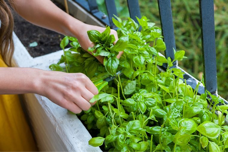 Ideas de cultivos apropiados para jardín en terrazas