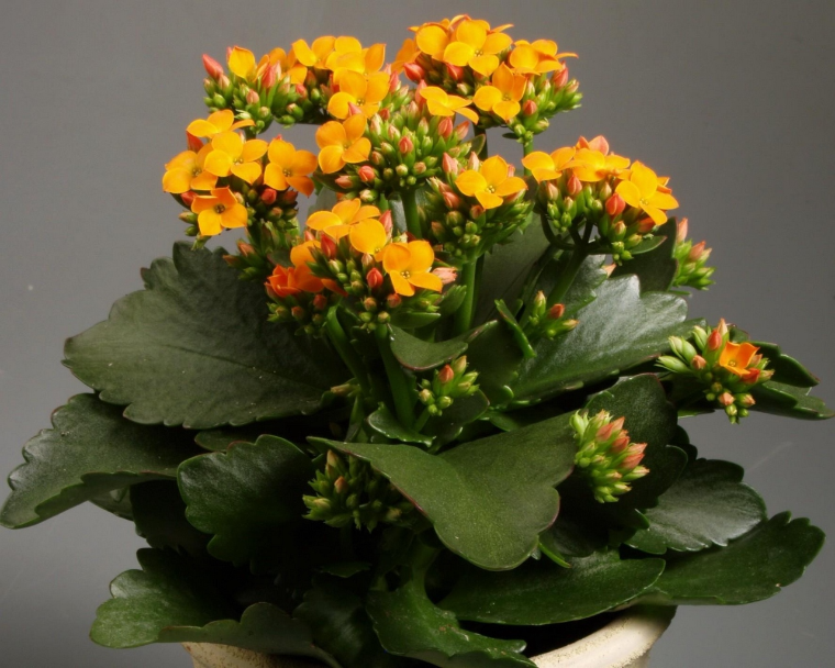 kalanchoe suculenta naranja