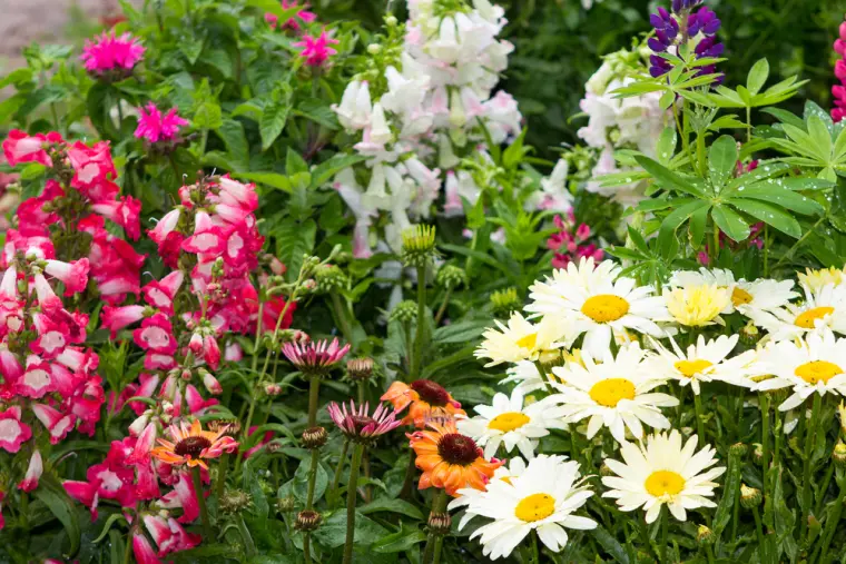 plantas anuales para jardin moderno