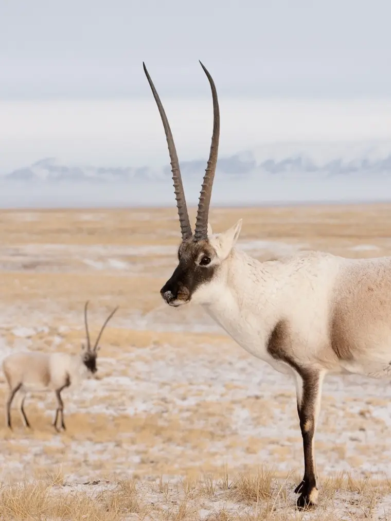 antilope extincion tela