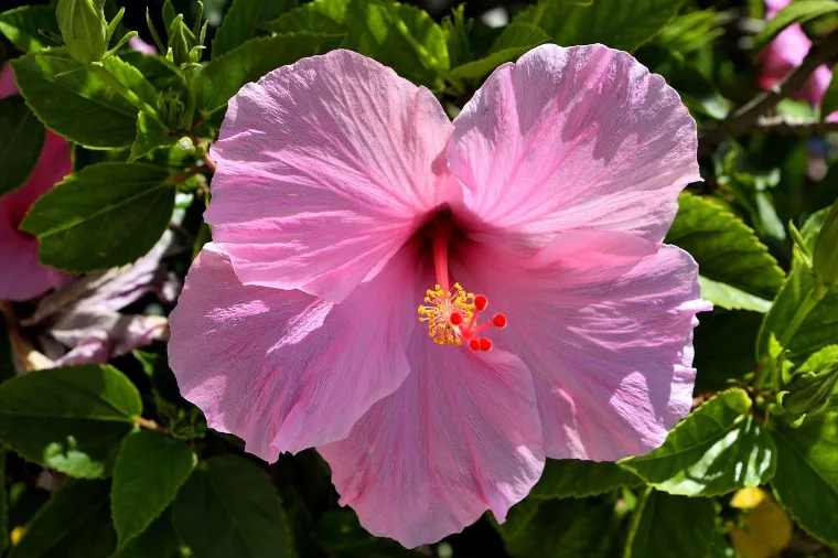 hibisco flor exótica de exterior