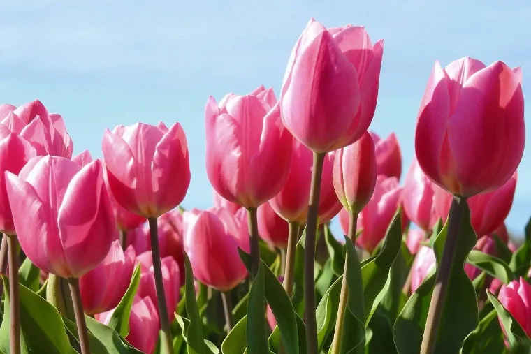 tulipanes rosas plantas de exterior