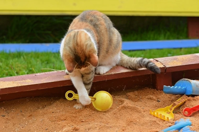arena de gatos en jardín