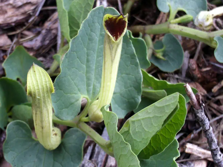 aristolochia plantas venenosas