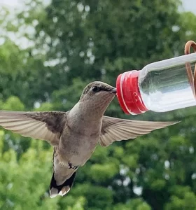 Bebederos para colibríes fáciles de hacer en casa