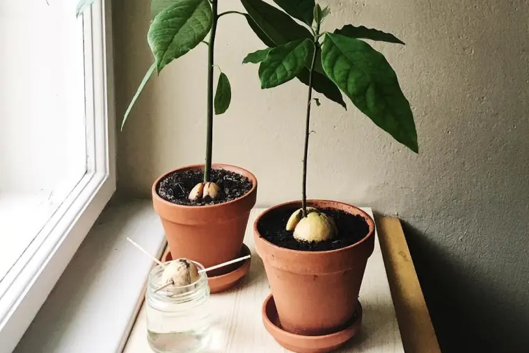 como cultivar aguacata en maceta